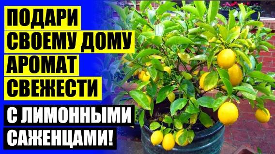 ЧТО ЕСТЬ ПОСАДИТЬ КОСТОЧКУ ЛИМОНА 👍