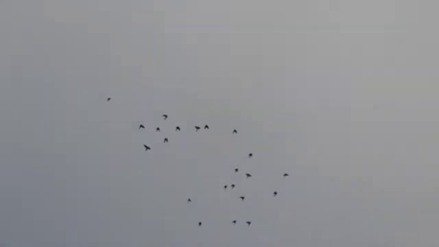 Видео ответ Владимиру Сотник . Ястреб со скоростью 130 к