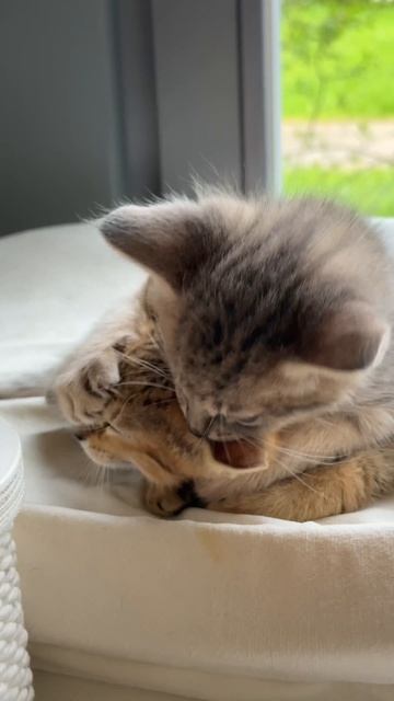 Котята Чаузи