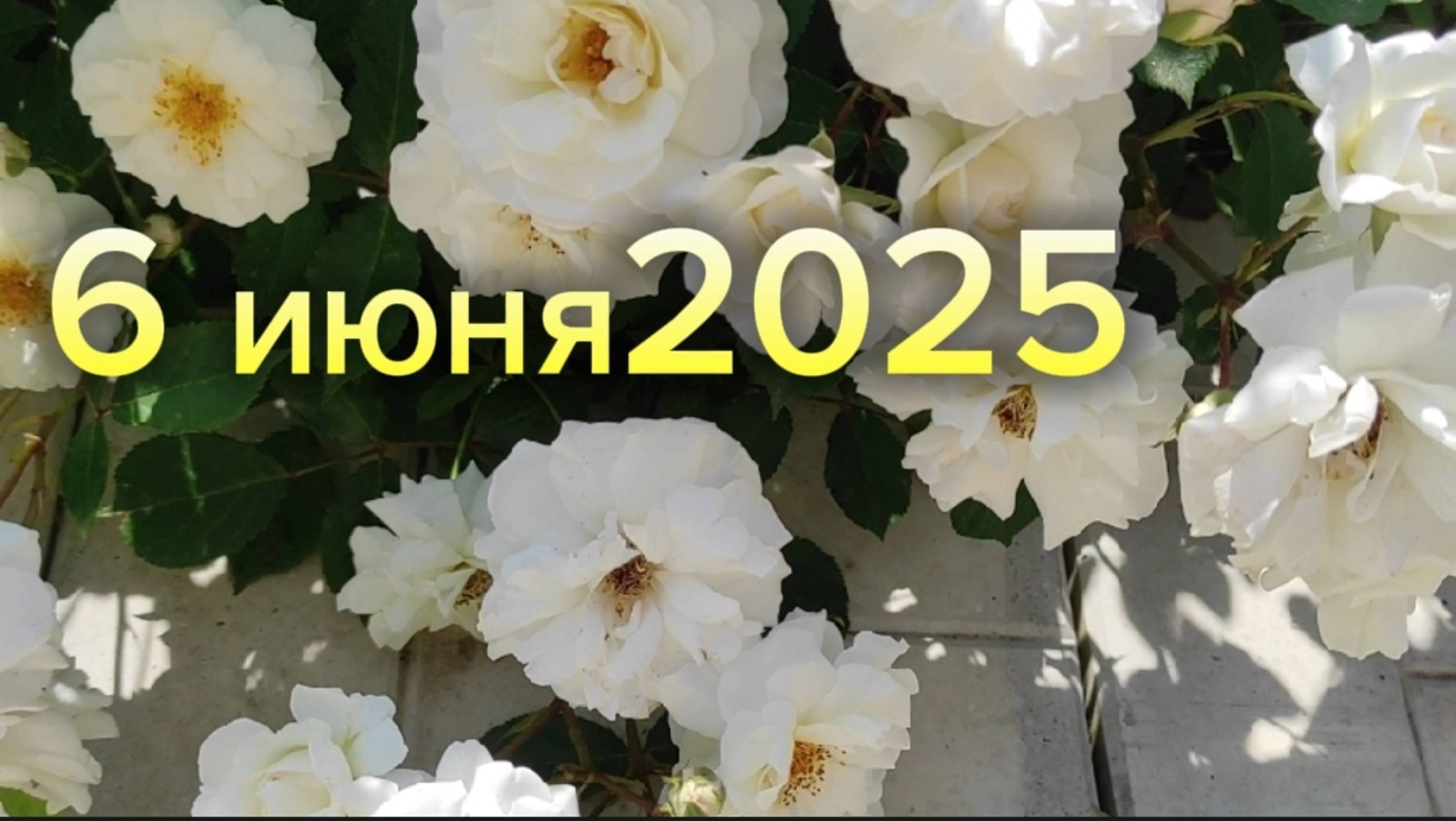 6 июня 2025 г. Воронежская область.