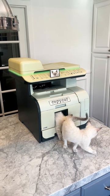 Копируем котиков🐾