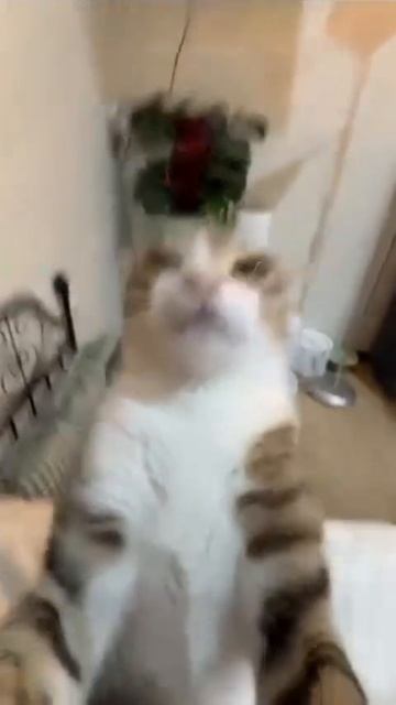 Kit