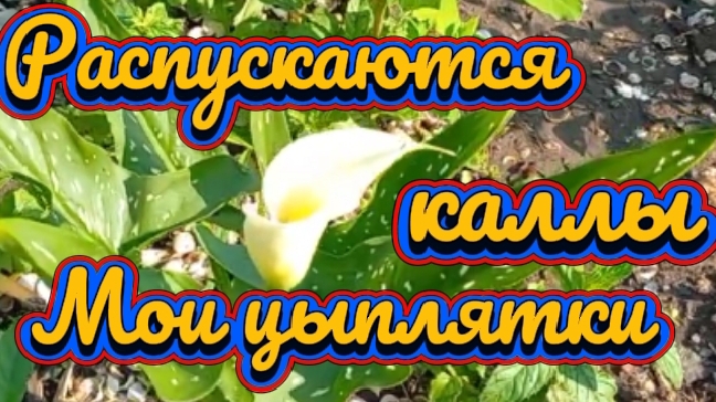 Расцвели каллы.  Мои цыплятки. Жду огурцы и помидоры.