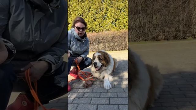 Что такое пищевая агрессия у собак, которые живут в вольерах? Читайте описание ⬇️