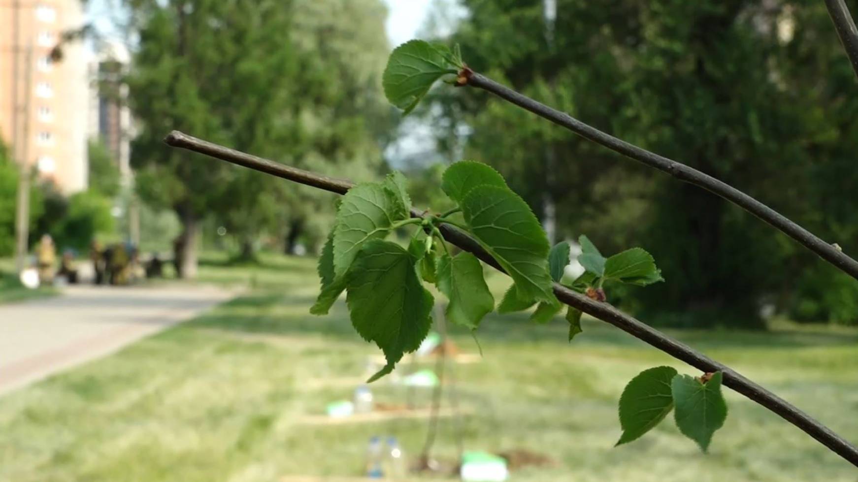 На улице Кривова в Ярославле посадили липы