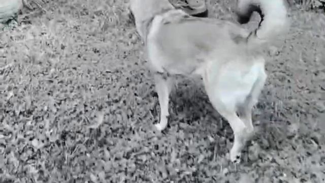 #джесси#дача.mp4