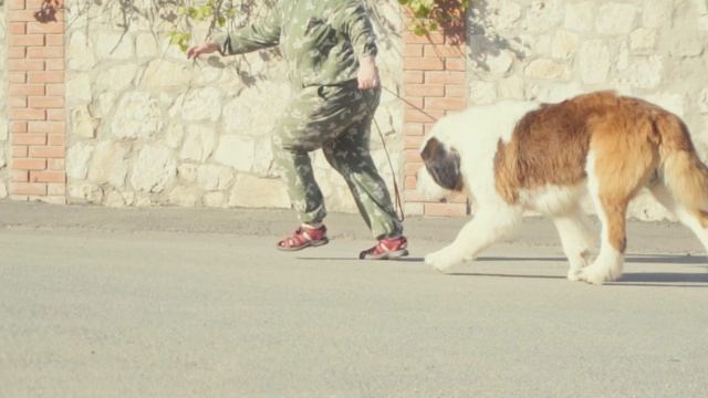ST.BERNARD.mov