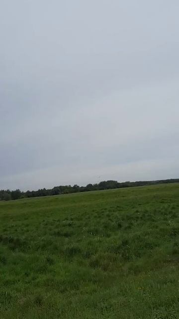 Много коров вывели на пастбище в Клязьминской пойме сочная трава для корма