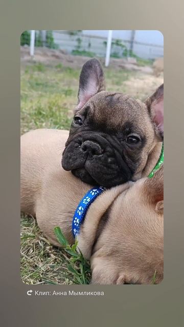 французский бульдог засыпает😴