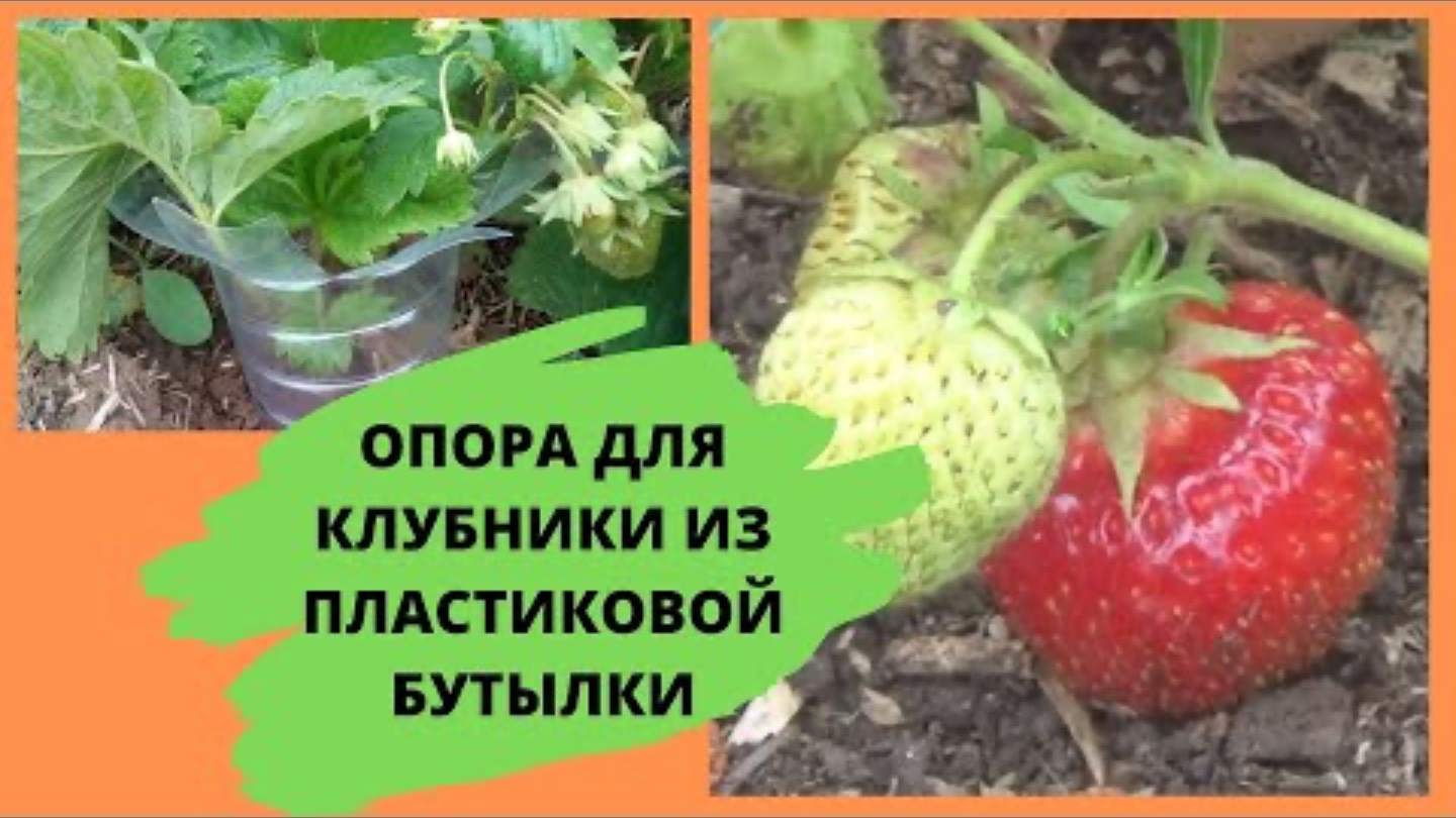 ГЕНИАЛЬНАЯ ОПОРА ДЛЯ КЛУБНИКИ ИЗ БУТЫЛКИ! Своими руками за 5 минут – урожай будет в 2 раза больше