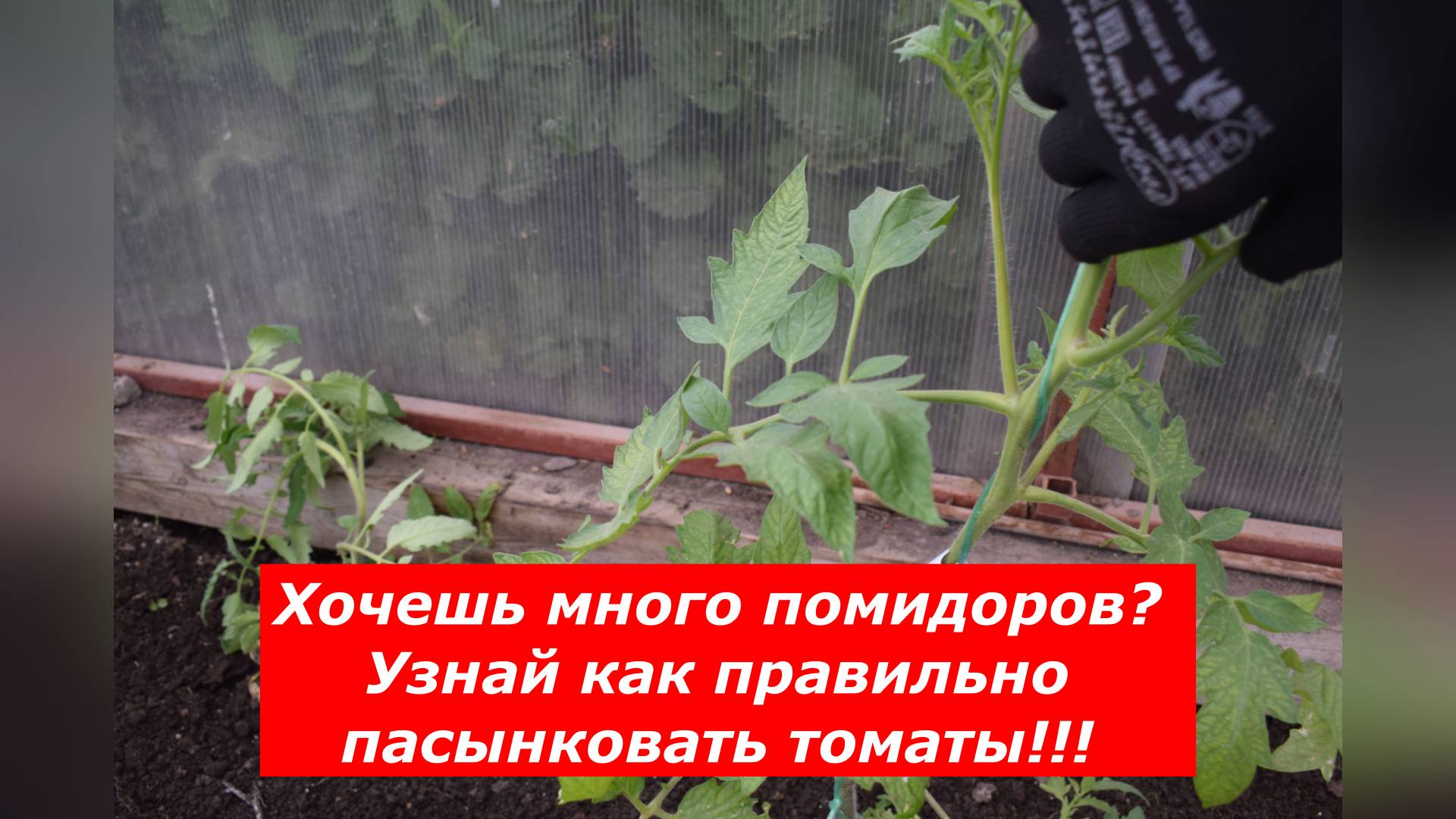 Пасынкование томатов: Враг или друг вашего урожая? #овощи #томаты #пасынкование