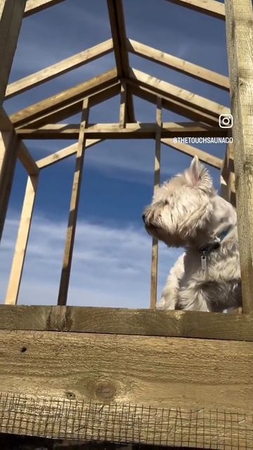 Собаки 🐕 на