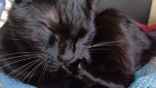 Так могут только котики!Мытьё лап,как искусство🐈⬛