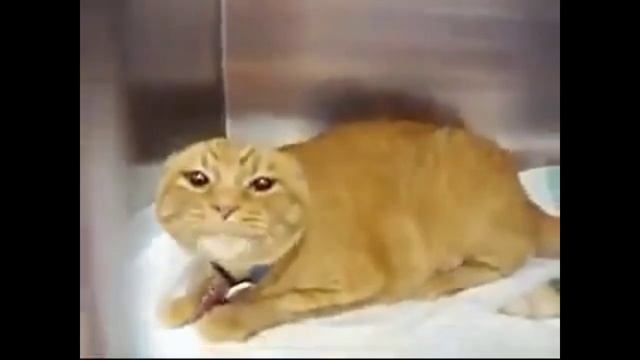 @МоиХейтерыСамыеХудшиеНаСвете На сковородке, потому ?