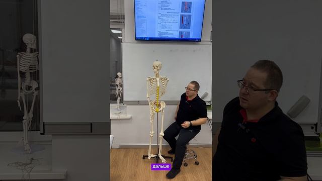 Для массажиста знание анатомии является основополагающим аспектом профессиональной деятельности.