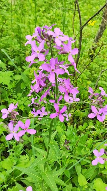 Вечерница ночная #фиалка #nature #flowers #travel #туризм