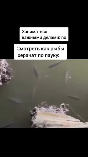 Рыбы Пытаются Сбить Паука!