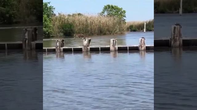 Рысь, словно вопреки законам физики