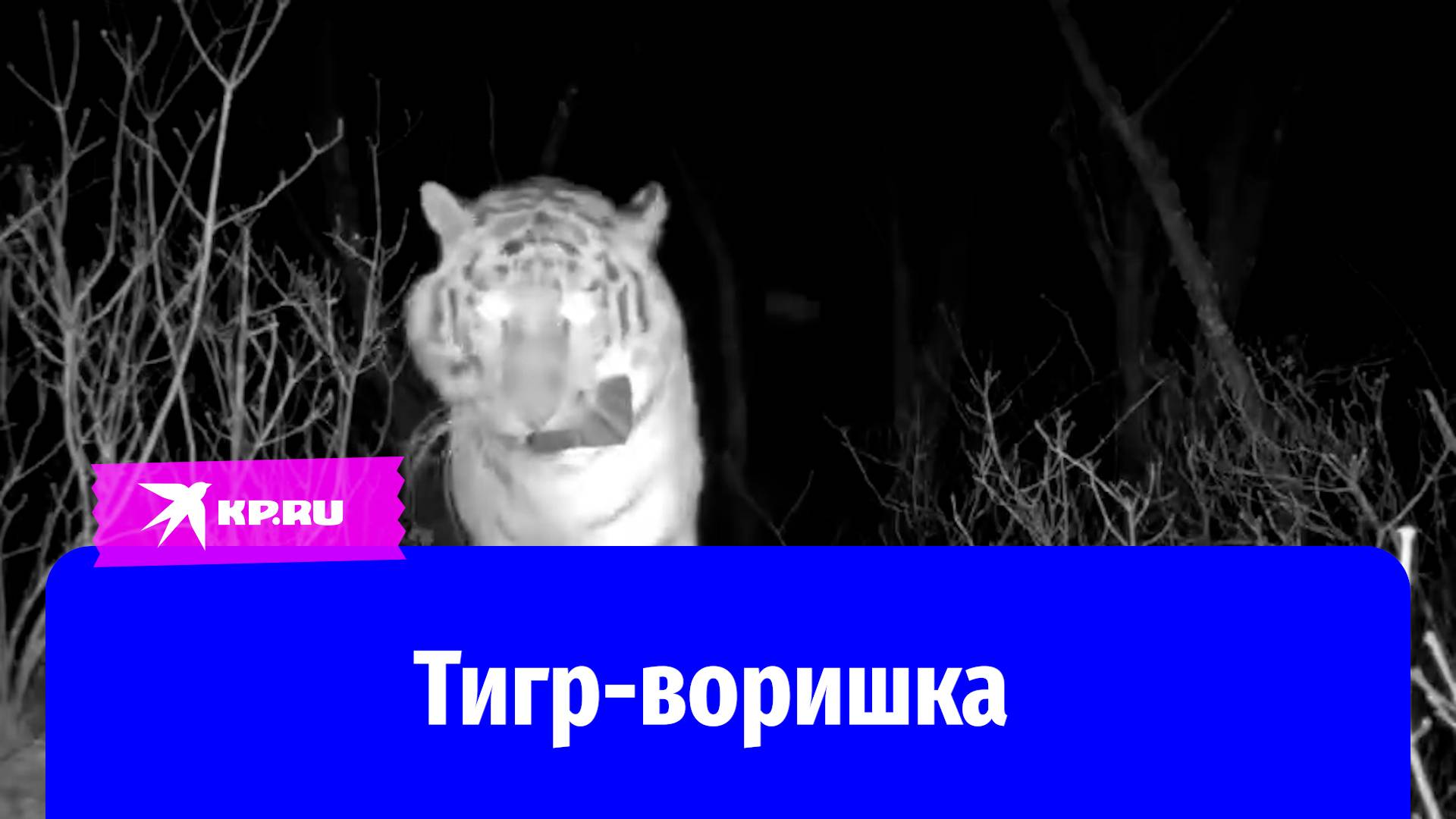 Амурский тигр украл фотоловушку