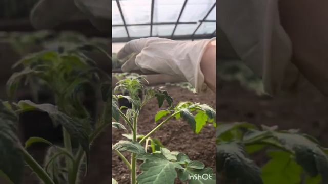 Прищипка рассады Иван и Максима🍅🍅🍅