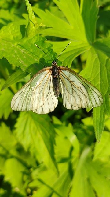 Бабочка🦋хрупкость и сила природы #насекомые #бабочка #природа #insects #butterfly #nature #beautifu