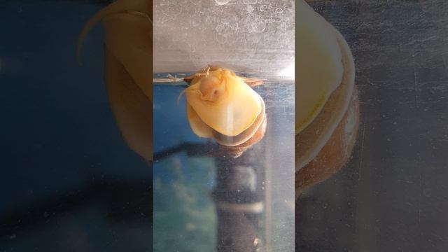 аппетитно однако улитка 🐌 кушает😅