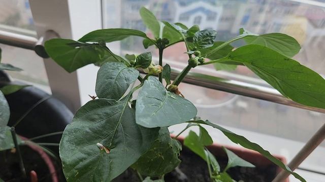 Настойчиво и упорно боремся с тлей на  перцах