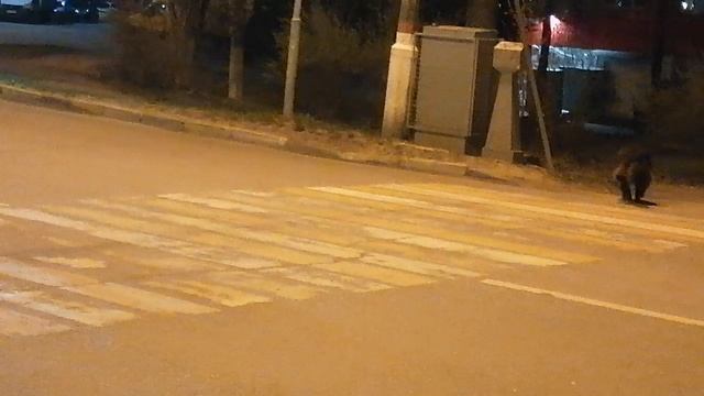 Переходят Собаки дорогу(Жуковский,27.04.2022)