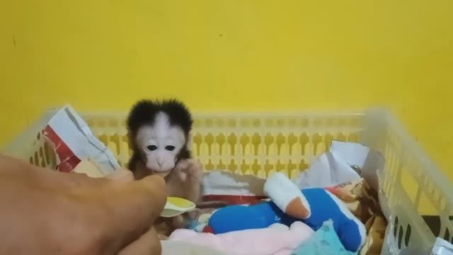 Обезьянка крошка сиротка нашлась малютка В приюте живёт в ящике окрепла Учат есть кашу с ложки пить