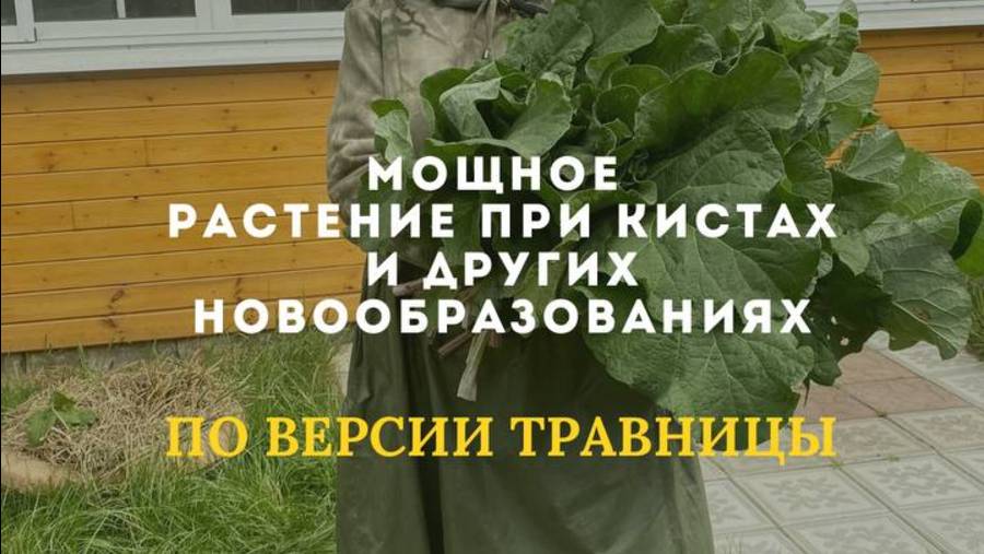 Мощное растение при кистах и других новообразованиях