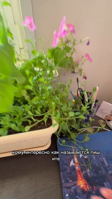 Цветы дома