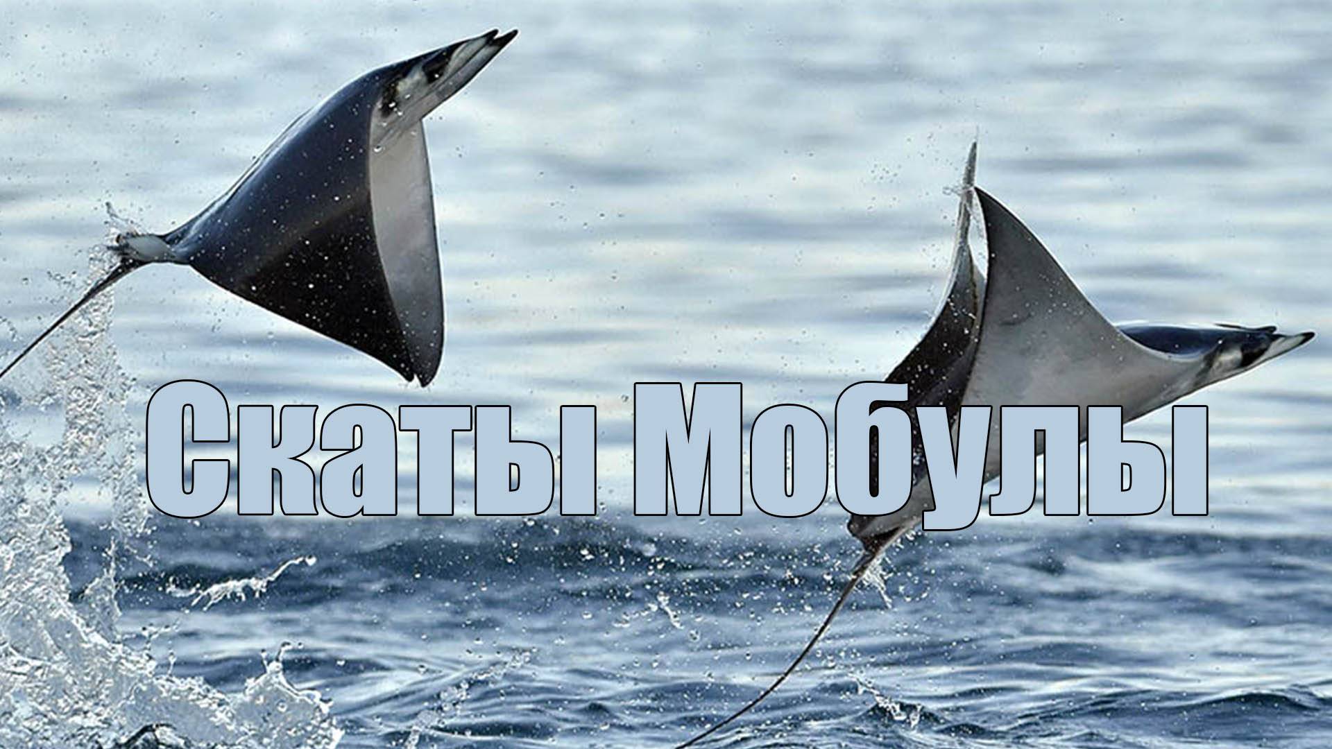 Скаты Мобулы