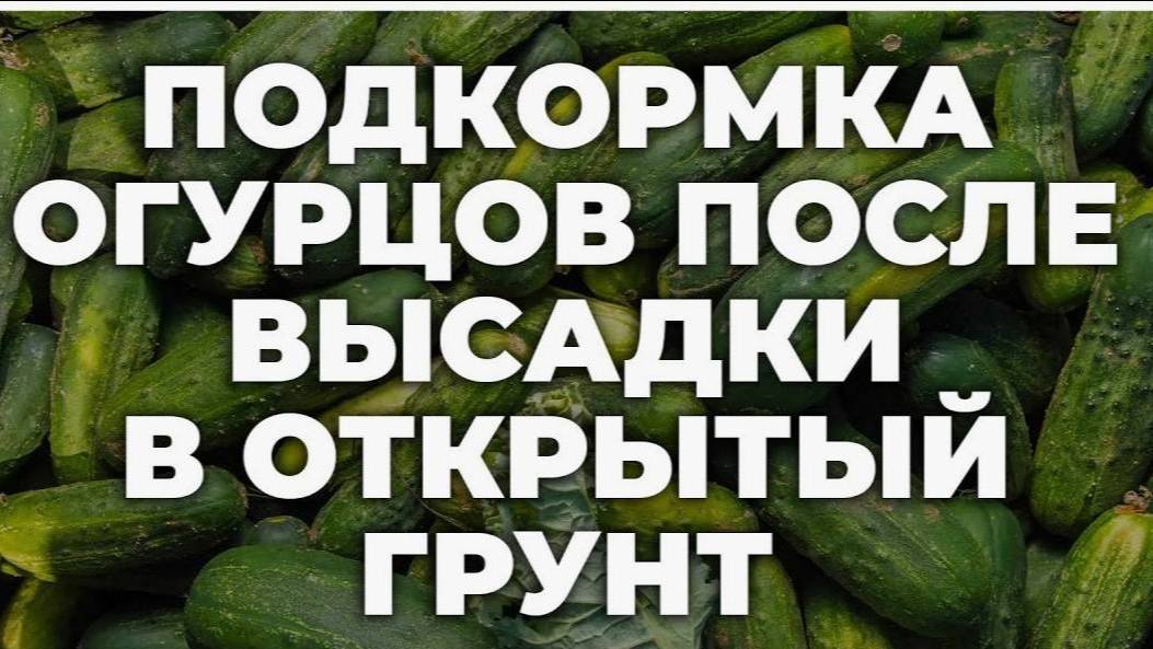 ПОДКОРМКА ОГУРЦОВ после высадки в грунт. ОГУРЦЫ БУДУТ КРЕПКИЕ