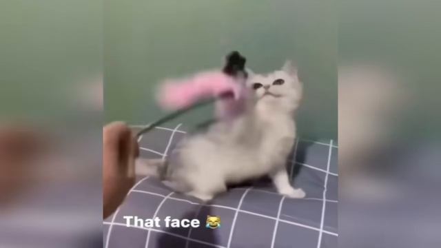Кошки используют 100% мозга
