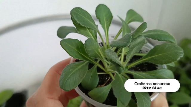 Многолетние цветы с семян. Обзор рассады перед посадк?