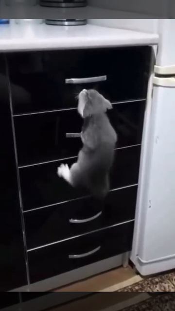 Котолаз