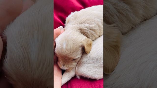 Наши малыши мальтипу F1 🐶🐾