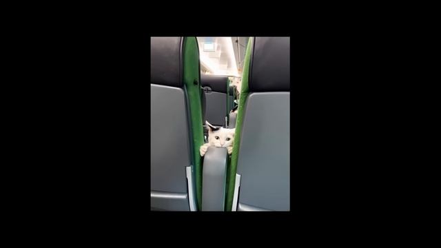 Забавные , веселые, прикольные животные - идеальное видео для отличного времяпровождения на Rutube!