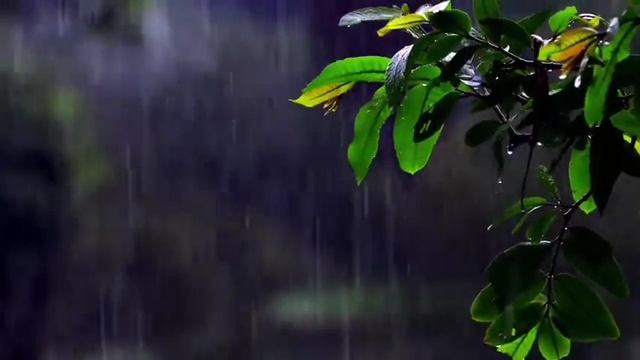 Звуки тяжелого дождя в лесу. Ветка дерева на фоне дождя. Красоты России.