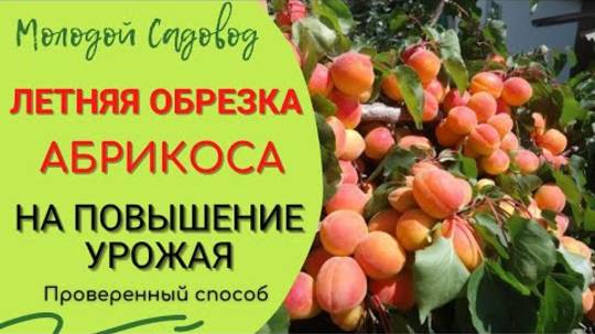 Обрезка абрикоса летом 2025: как правильно обрезать дерево после плодоношения