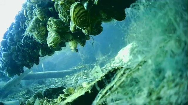 1000044263.mp4Волга гл.5м.06.06.2025г.