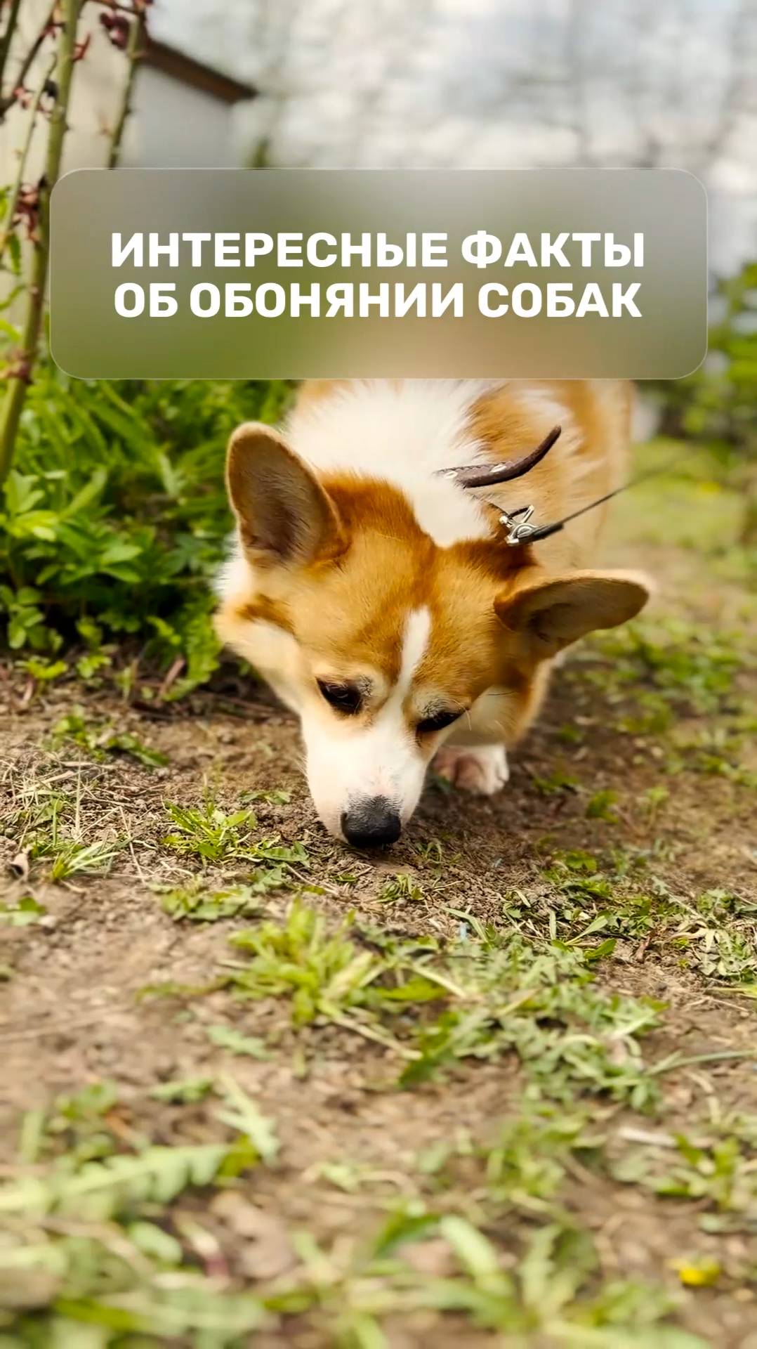 Интересные факты об обонянии собак