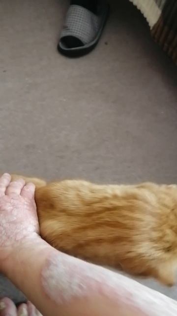 Мой любимый котик