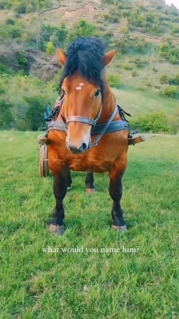 Такие мощные тяжеловозы встречаются в румынских деревнях 😳