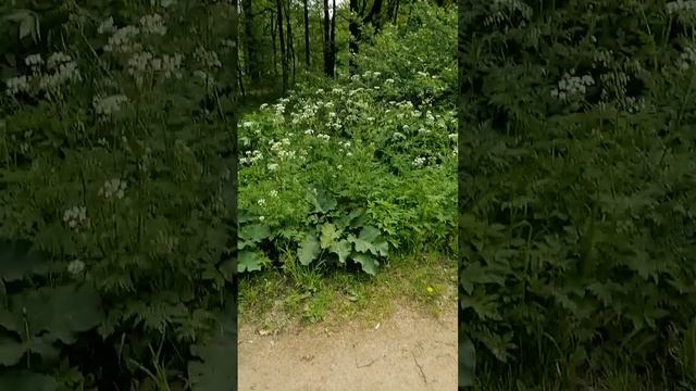 Поле, русское поле