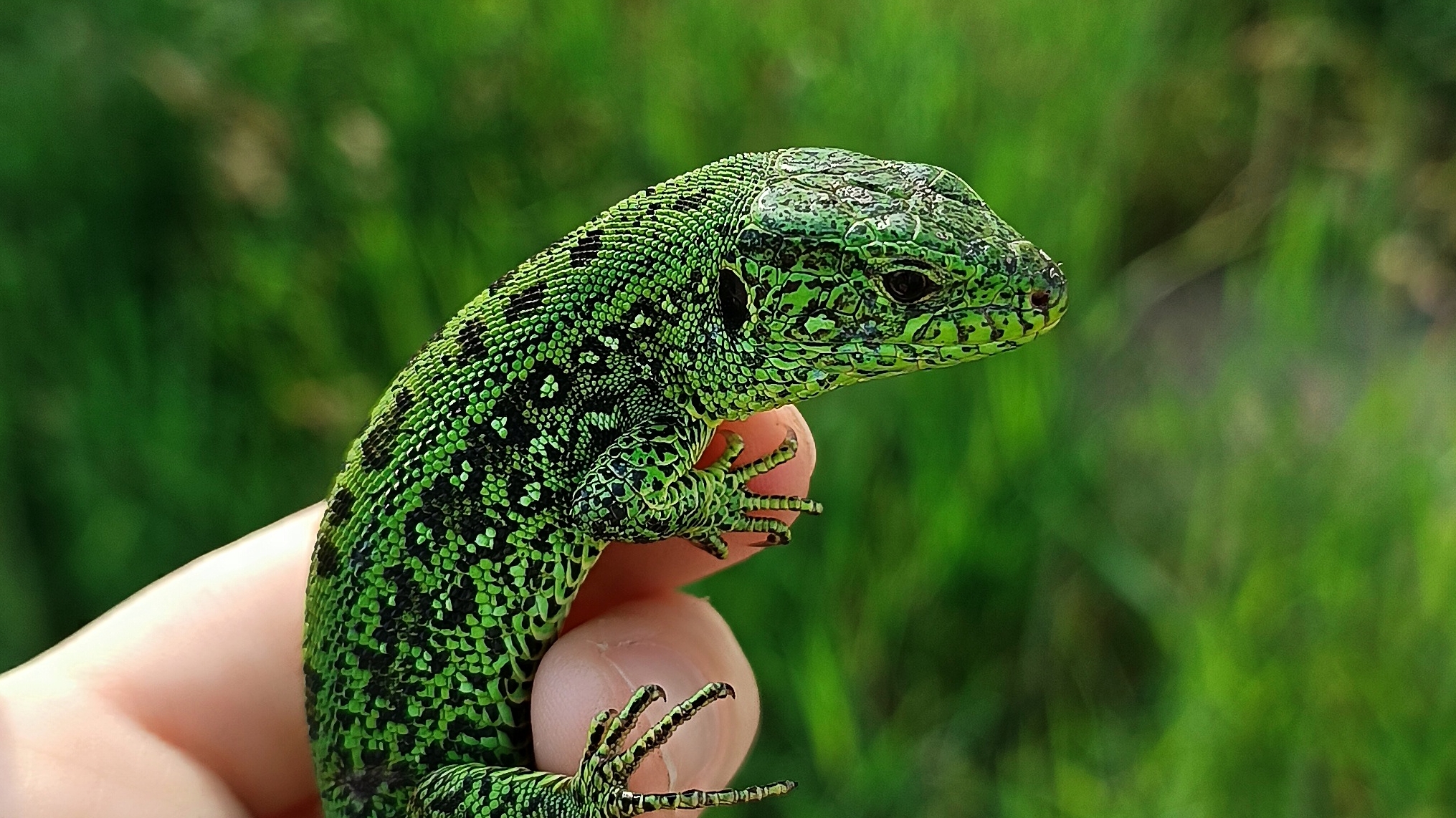 Ловля прытких ящериц🦎