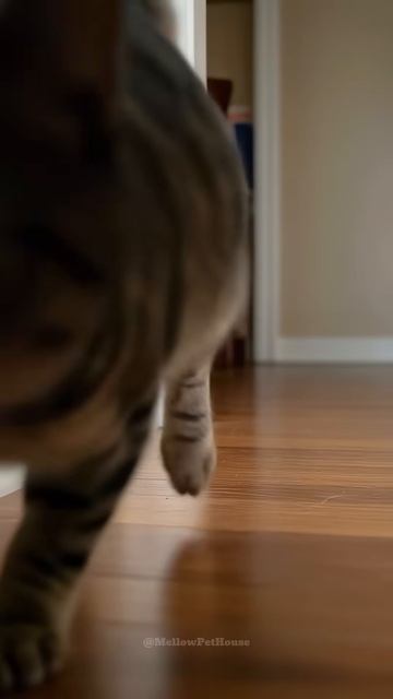 Mouse： How Many Are Passing By？! The Never-Ending Parade Shocks the Cat!