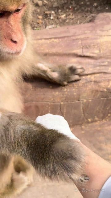 🐒Обезьяна помогла туристке вытащить заноз