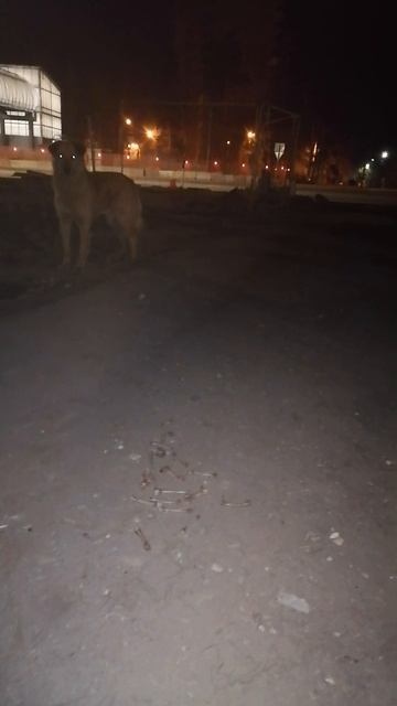Кормим Собаку(Жуковский,01.05.2022)