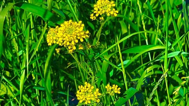 06-06-2025 Асбест - зелёный город 🌳🌱🌿🌼🌆, Средний Урал